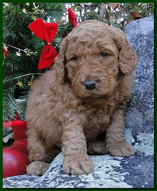Dancer Ripley puppies 4 weeks old 025