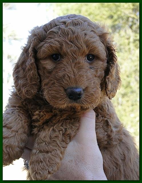 Dancer Ripley puppies 6 weeks old 033