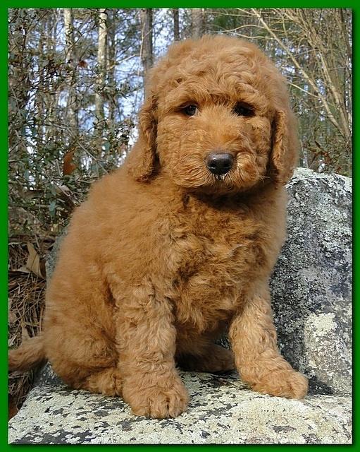 Dancer Ripley puppies 8 weeks old gr and purp 004