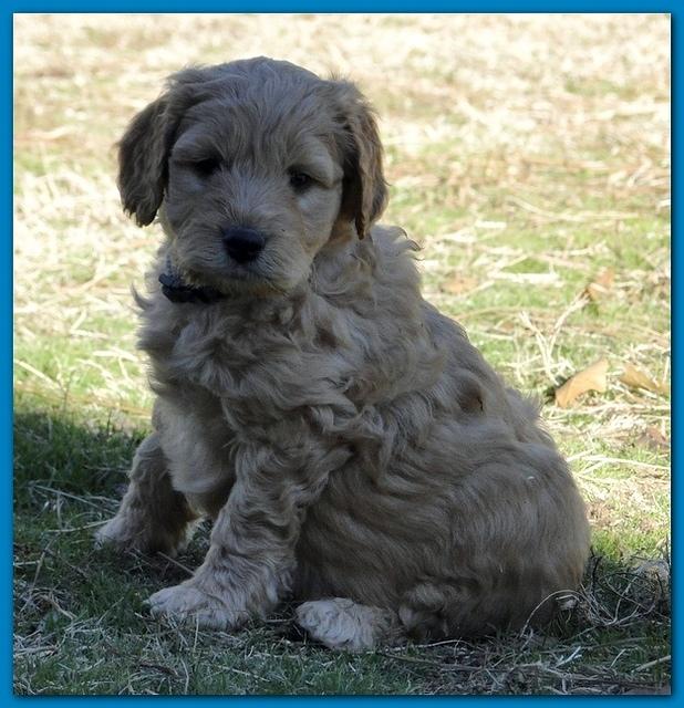 Dancer Bailey puppies 6 weeks old playtime 030