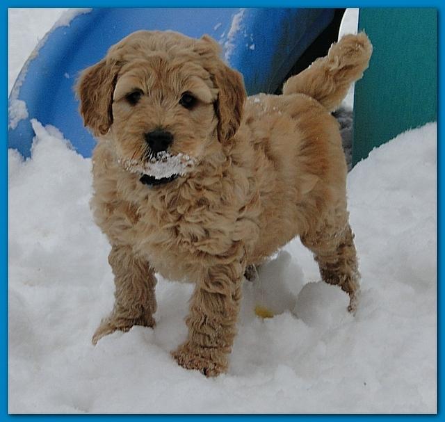 Dancer Bailey puppies 7 weeks snow 014