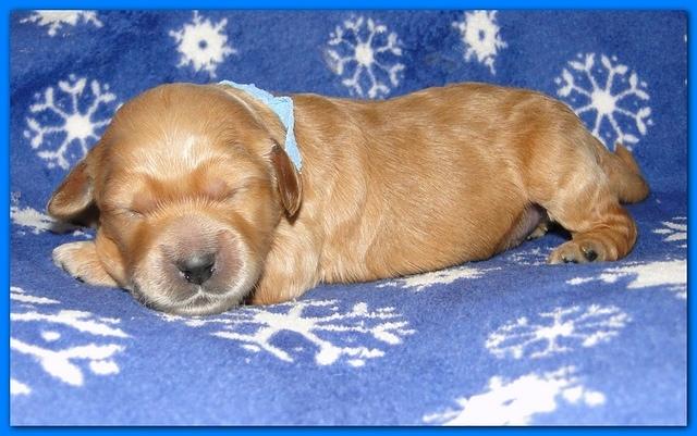 Dancer Ripley puppies 1 week old 019
