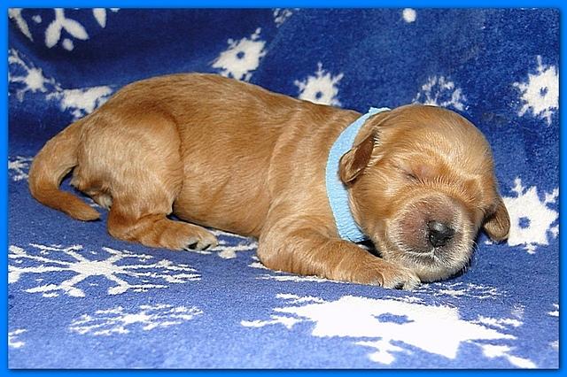 Dancer Ripley puppies 1 week old 021