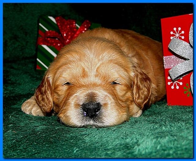 Dancer Ripley puppies 3 weeks old 089