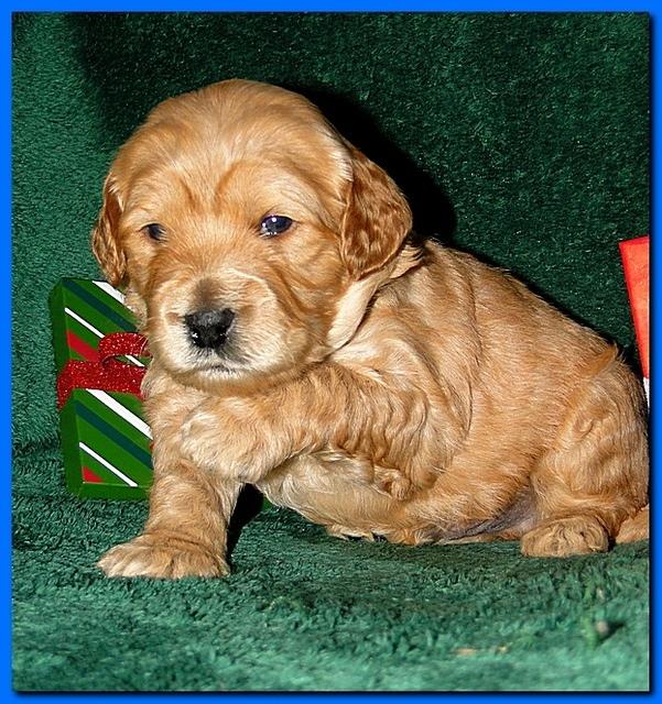 Dancer Ripley puppies 3 weeks old 090