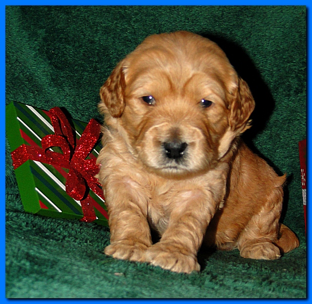 Dancer Ripley puppies 3 weeks old 091