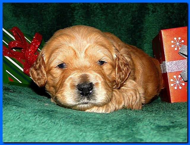 Dancer Ripley puppies 3 weeks old 092