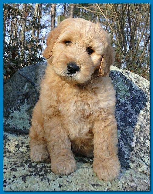 Dancer Ripley puppies 8 weeks old lt blue005