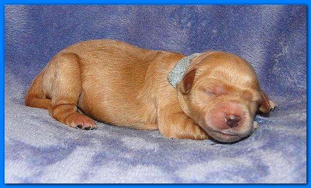 Dancer Ripley pups 4 days old 021