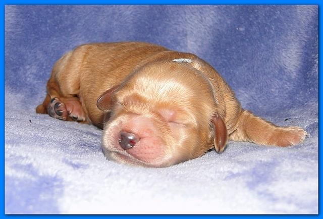 Dancer Ripley pups 4 days old 023