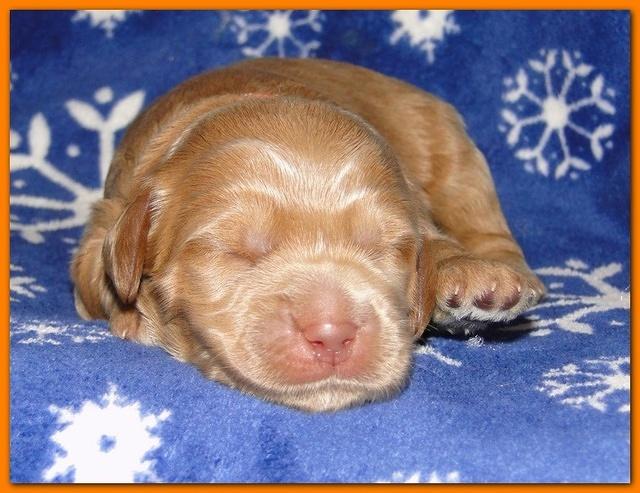 Dancer Ripley puppies 1 week old 016