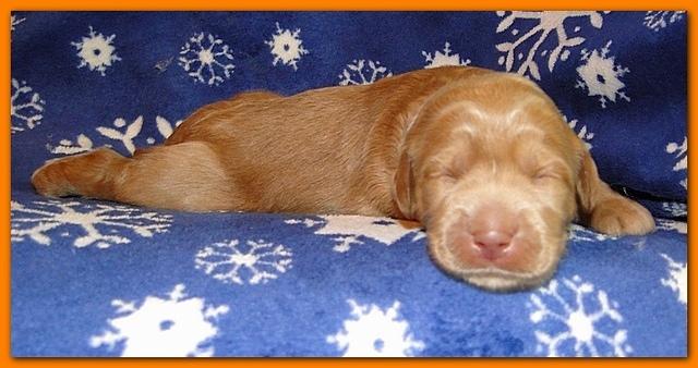 Dancer Ripley puppies 1 week old 017