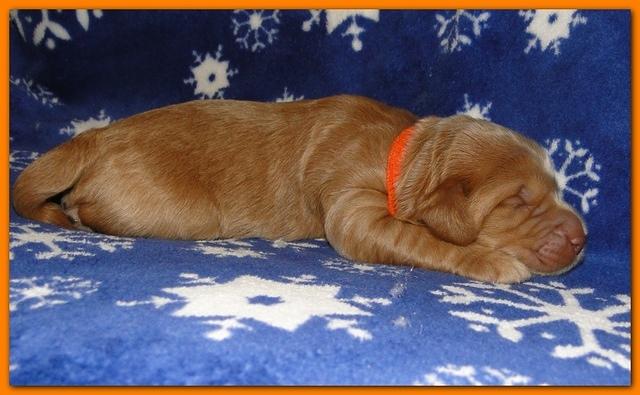 Dancer Ripley puppies 1 week old 018