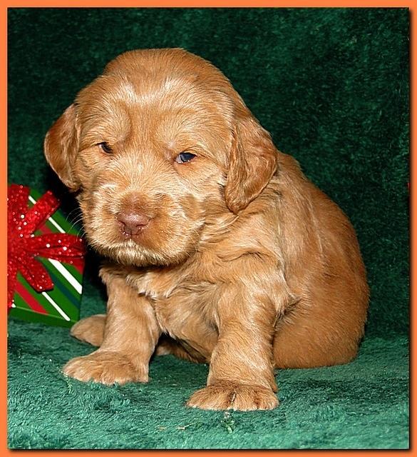 Dancer Ripley puppies 3 weeks old 083