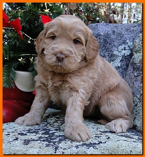 Dancer Ripley puppies 4 weeks old 026