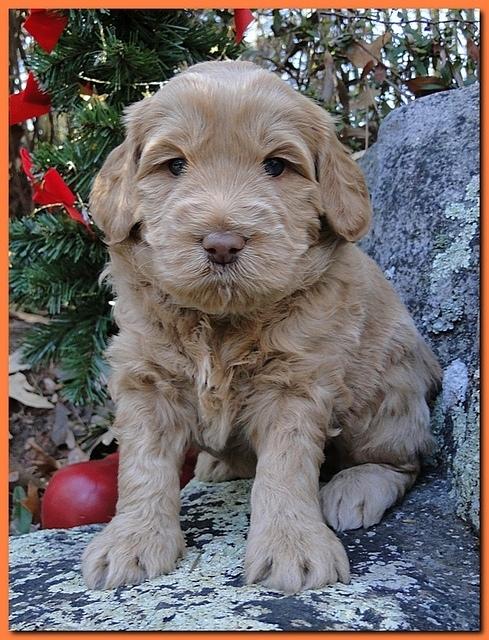 Dancer Ripley puppies 4 weeks old 028