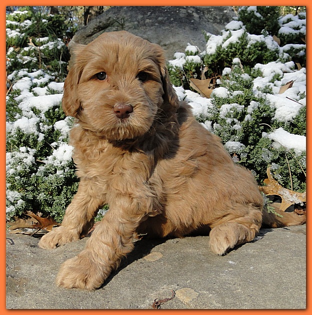 Dancer Ripley puppies 5 weeks old 011