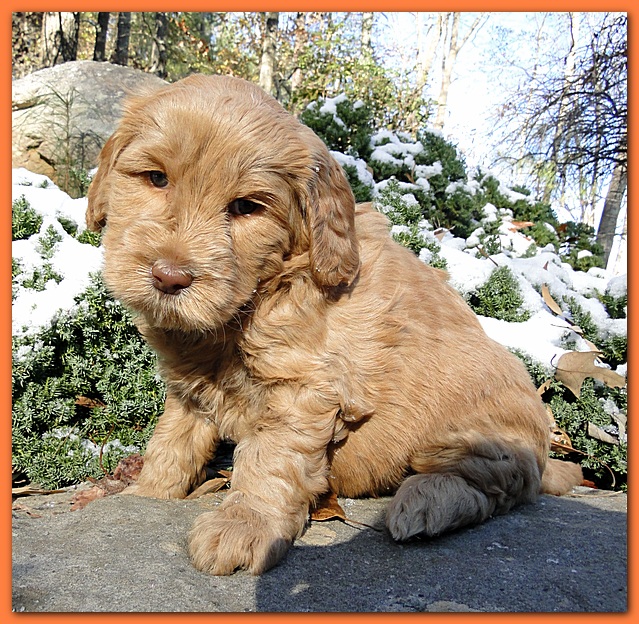 Dancer Ripley puppies 5 weeks old 013