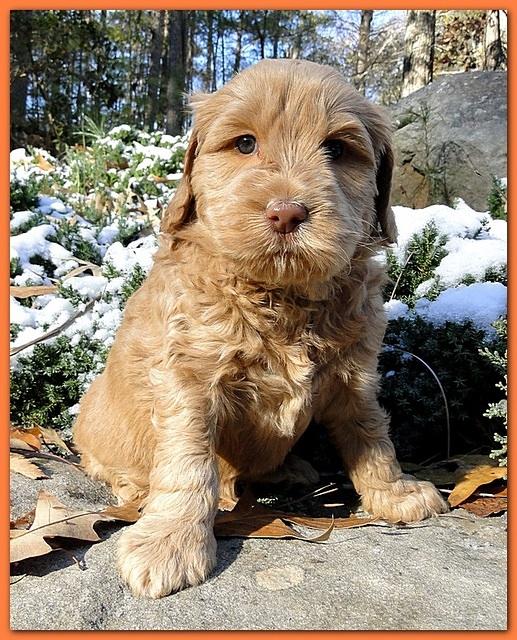 Dancer Ripley puppies 5 weeks old 018