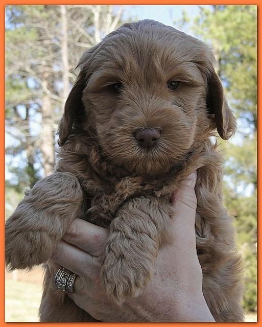 Dancer Ripley puppies 6 weeks old 036