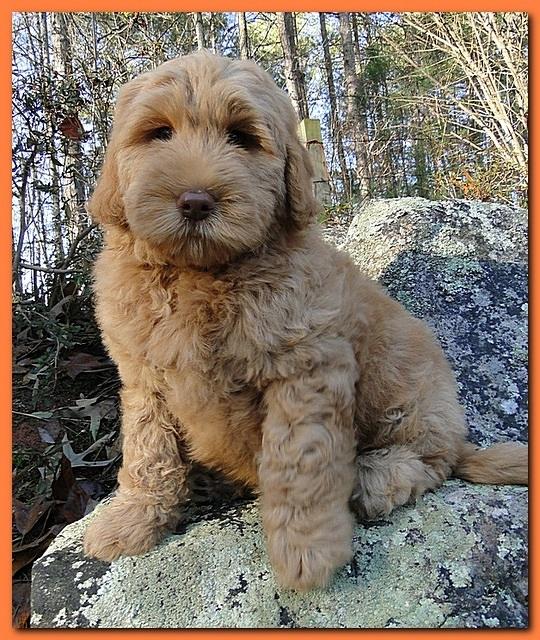 Dancer Ripley puppies 8 weeks old org 019