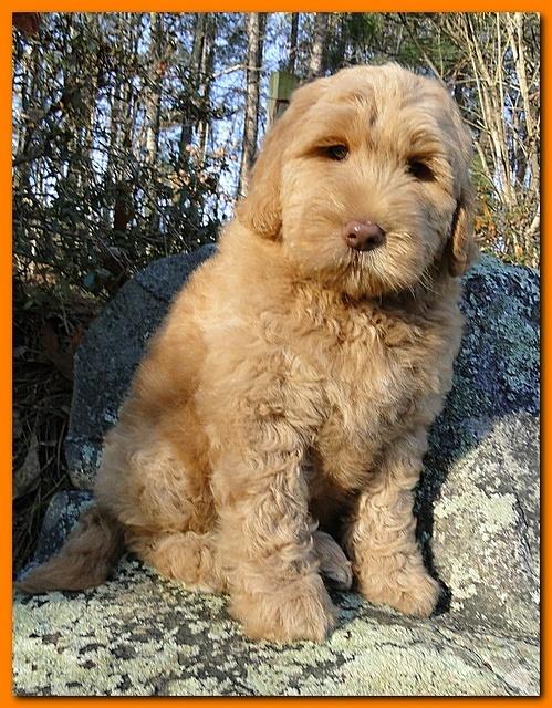 Dancer Ripley puppies 8 weeks old org 025