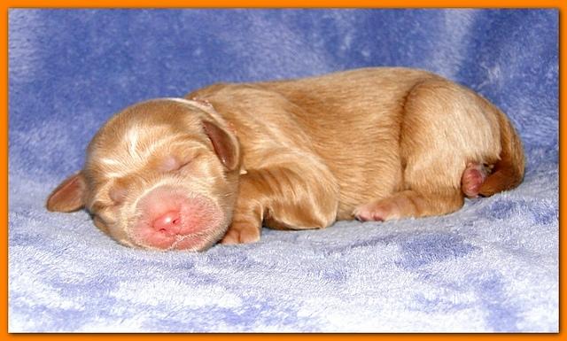Dancer Ripley pups 4 days old 019