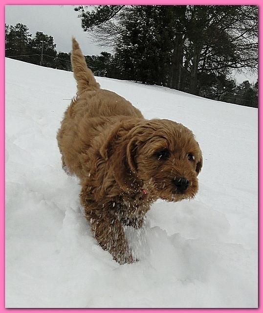 Dancer Bailey puppies 7 weeks snow 006