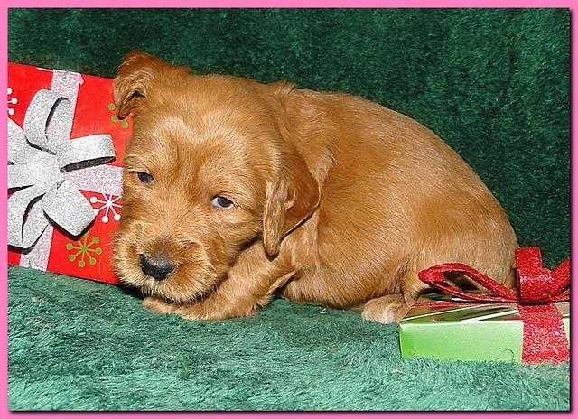Dancer Ripley puppies 3 weeks old 097