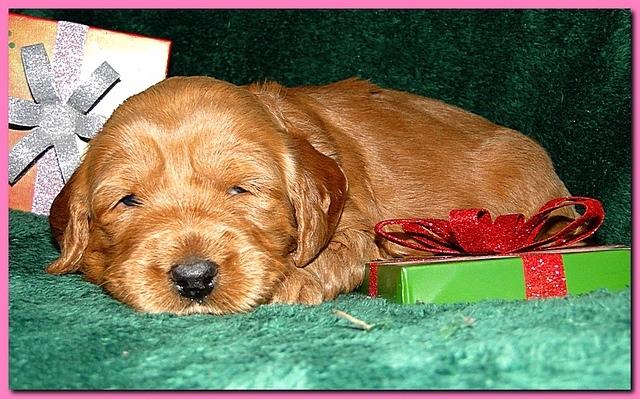 Dancer Ripley puppies 3 weeks old 098