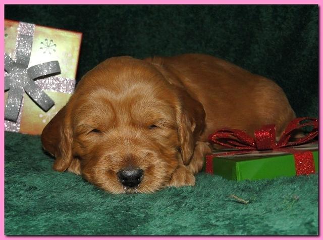 Dancer Ripley puppies 3 weeks old 099