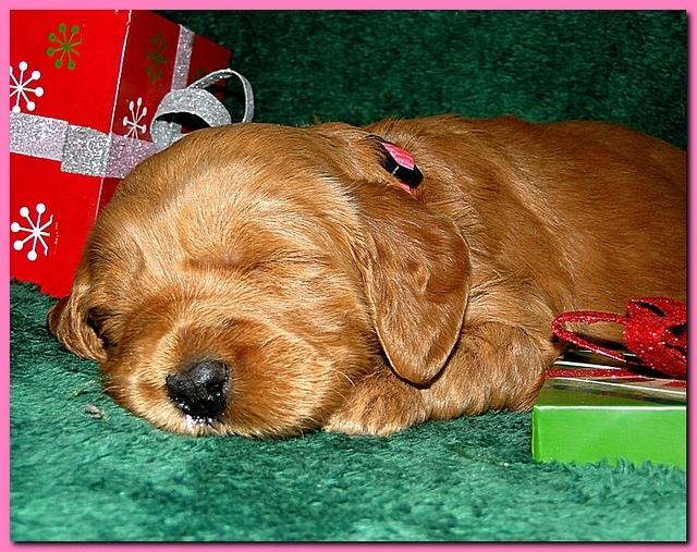 Dancer Ripley puppies 3 weeks old 102