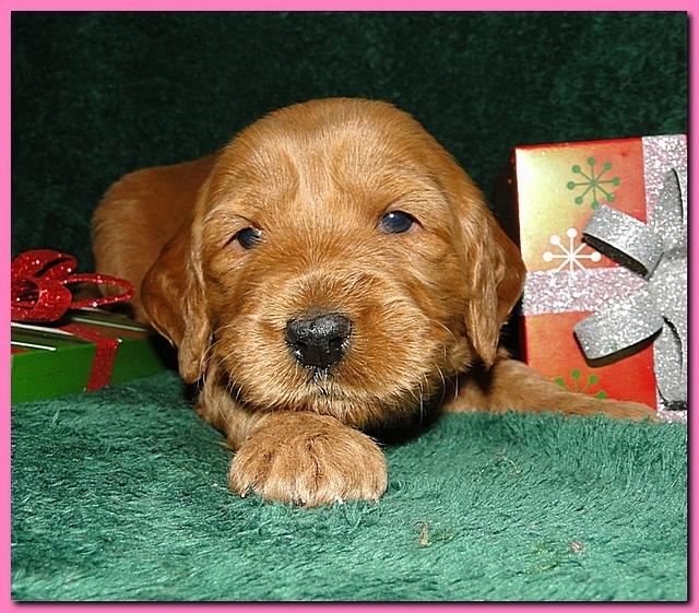 Dancer Ripley puppies 3 weeks old 103