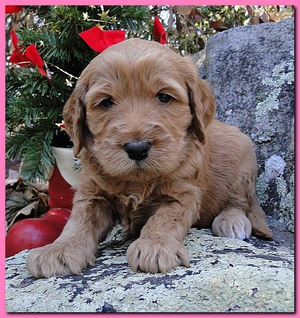 Dancer Ripley puppies 4 weeks old 042
