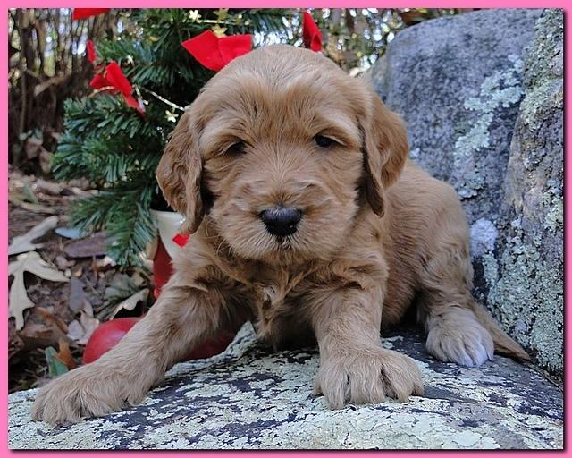 Dancer Ripley puppies 4 weeks old 043