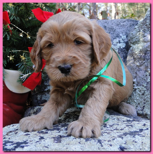 Dancer Ripley puppies 4 weeks old 045