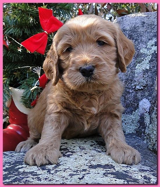 Dancer Ripley puppies 4 weeks old 050