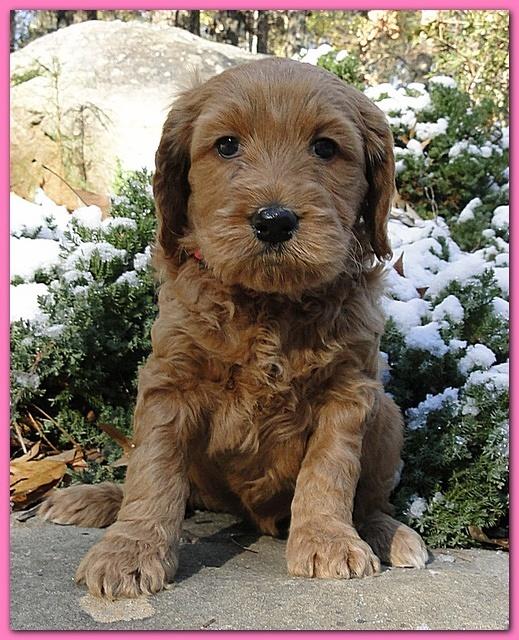 Dancer Ripley puppies 5 weeks old 025