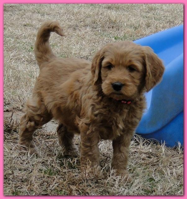 Dancer Ripley puppies 6 weeks old 023