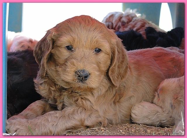 Dancer Ripley puppies 6 weeks old 069