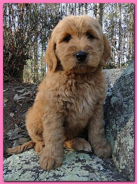 Dancer Ripley puppies 8 weeks old pink 007