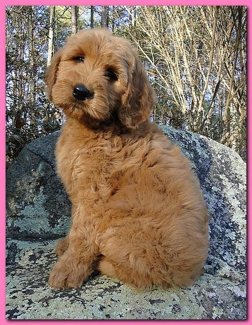 Dancer Ripley puppies 8 weeks old pink 012