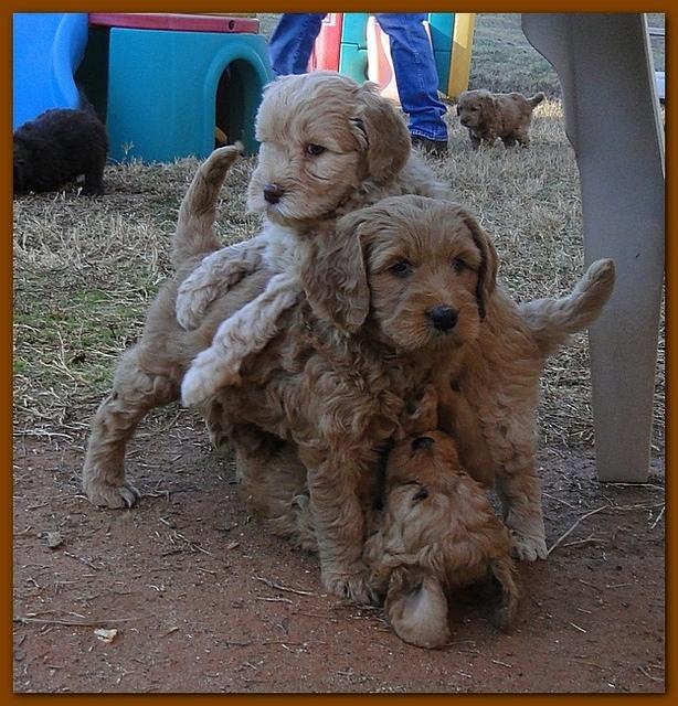 Dancer Bailey puppies 6 weeks old playtime 035