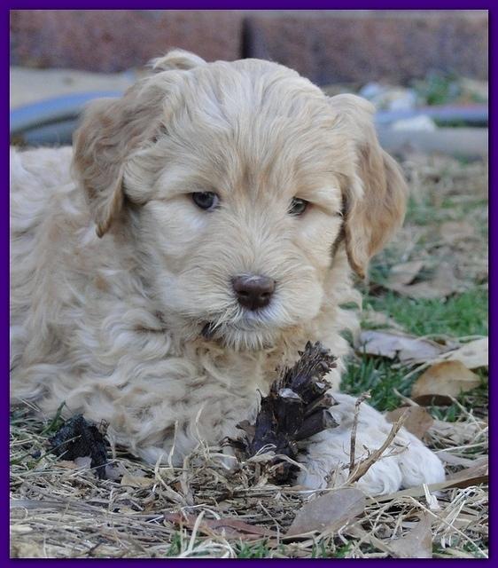 Dancer Bailey puppies 6 weeks old playtime 036