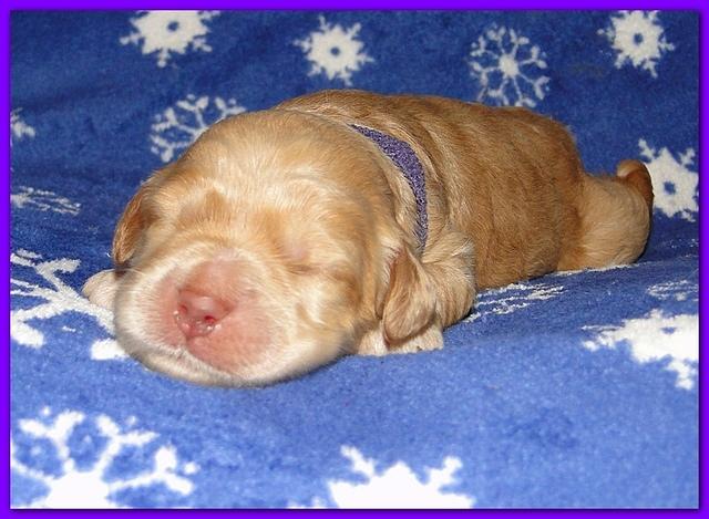 Dancer Ripley puppies 1 week old 028