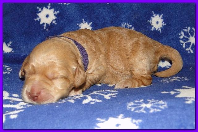 Dancer Ripley puppies 1 week old 029