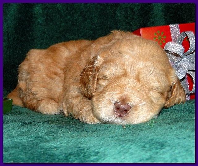 Dancer Ripley puppies 3 weeks old 106