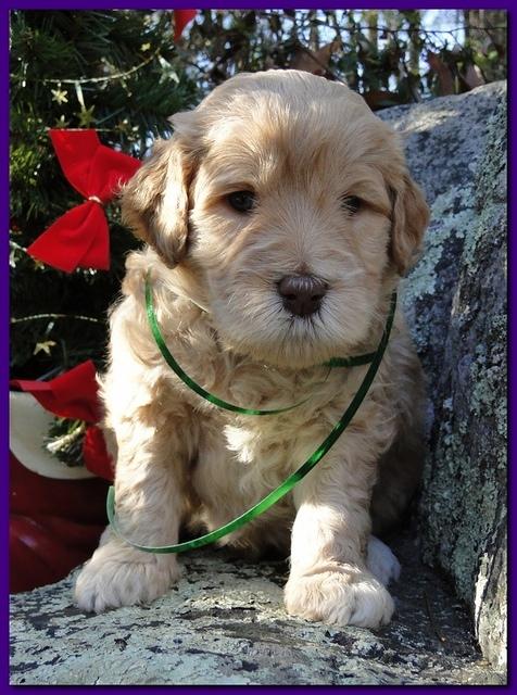 Dancer Ripley puppies 4 weeks old 060