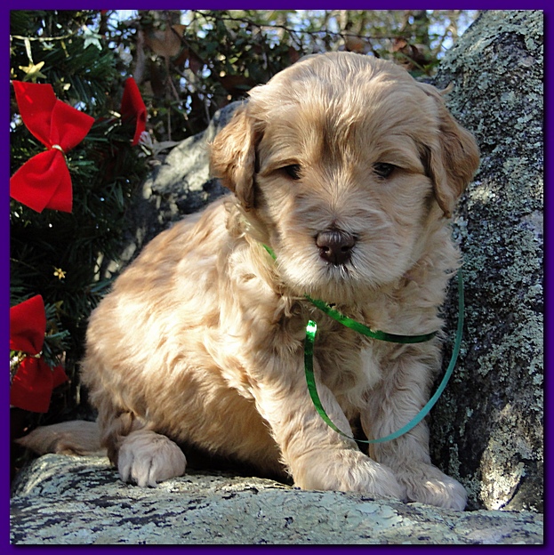 Dancer Ripley puppies 4 weeks old 062