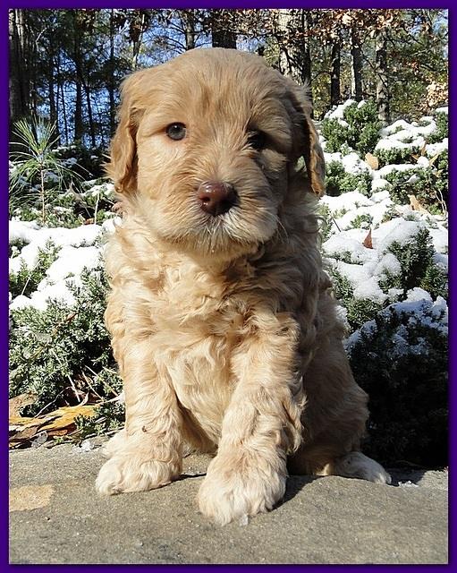 Dancer Ripley puppies 5 weeks old 029